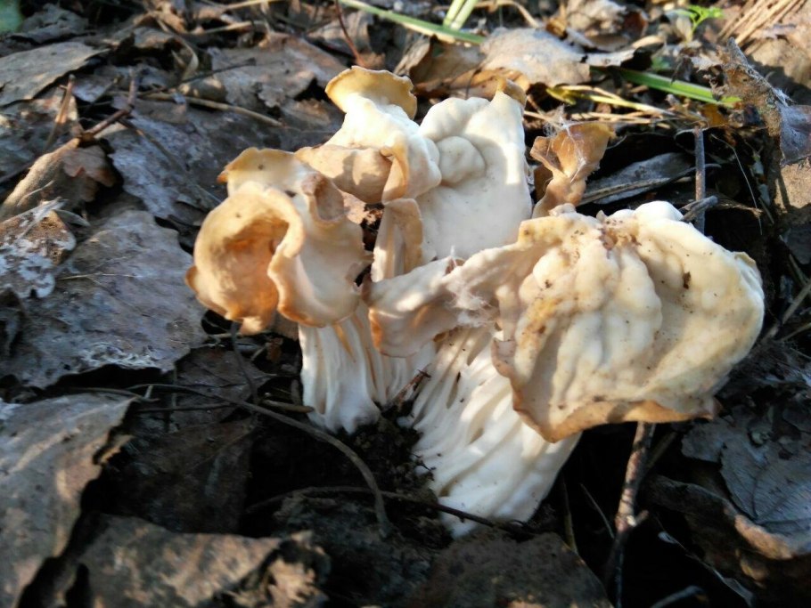 Лопастник Гельвелла