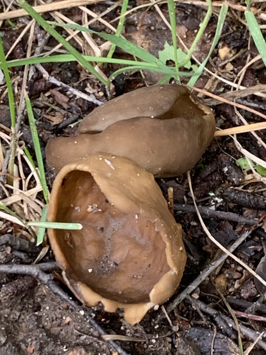 Лопастник ямчатый