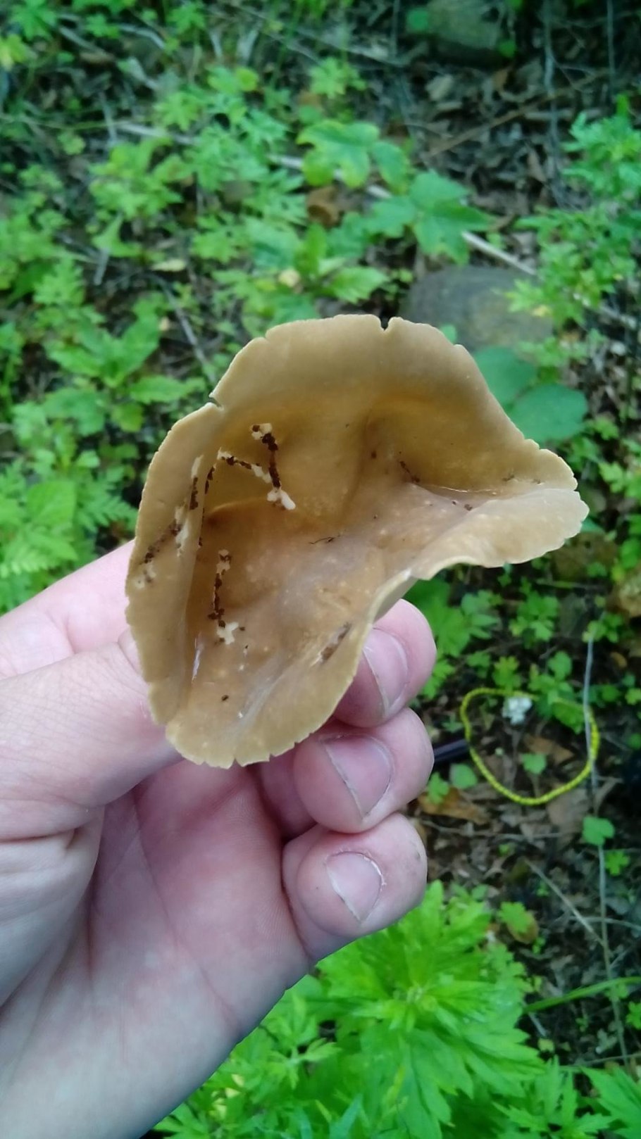 Гриб лопастник белоножковый