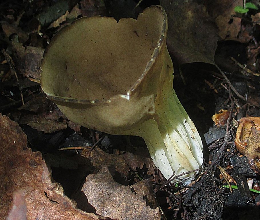 Пецицевые (Pezizales)