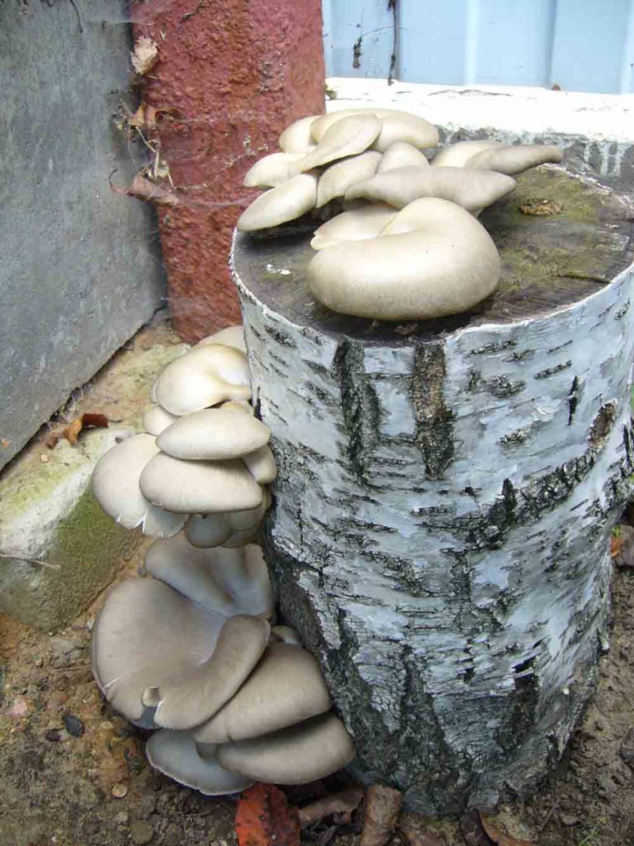 Вешенка НК-35