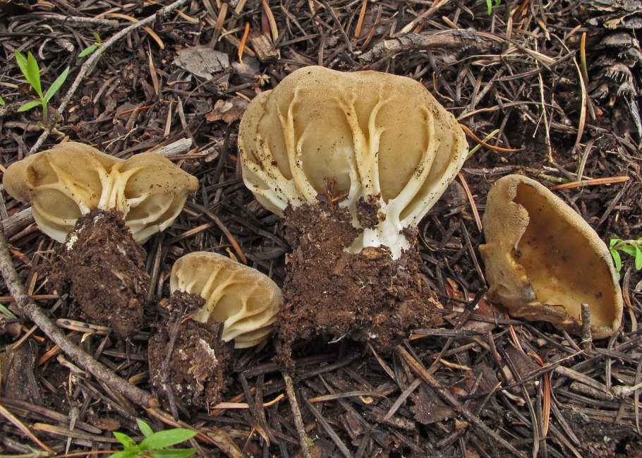 Helvella acetabulum
