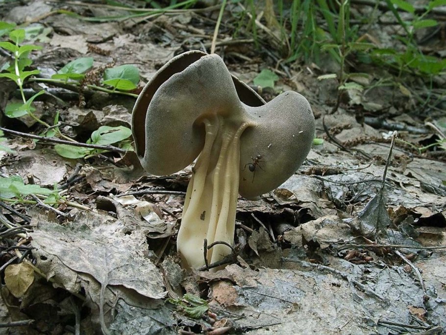 Лопастник (helvella)