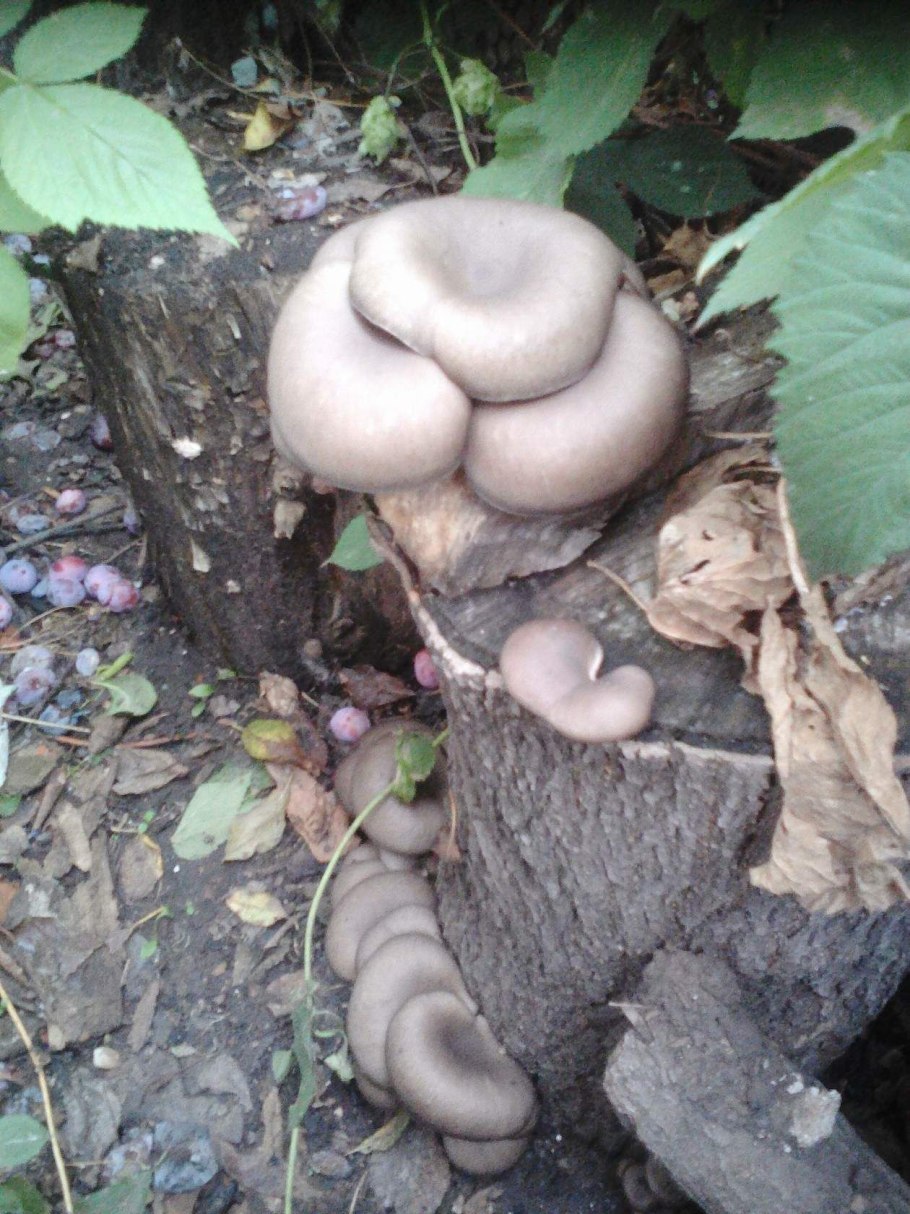 Грибы растут на даче