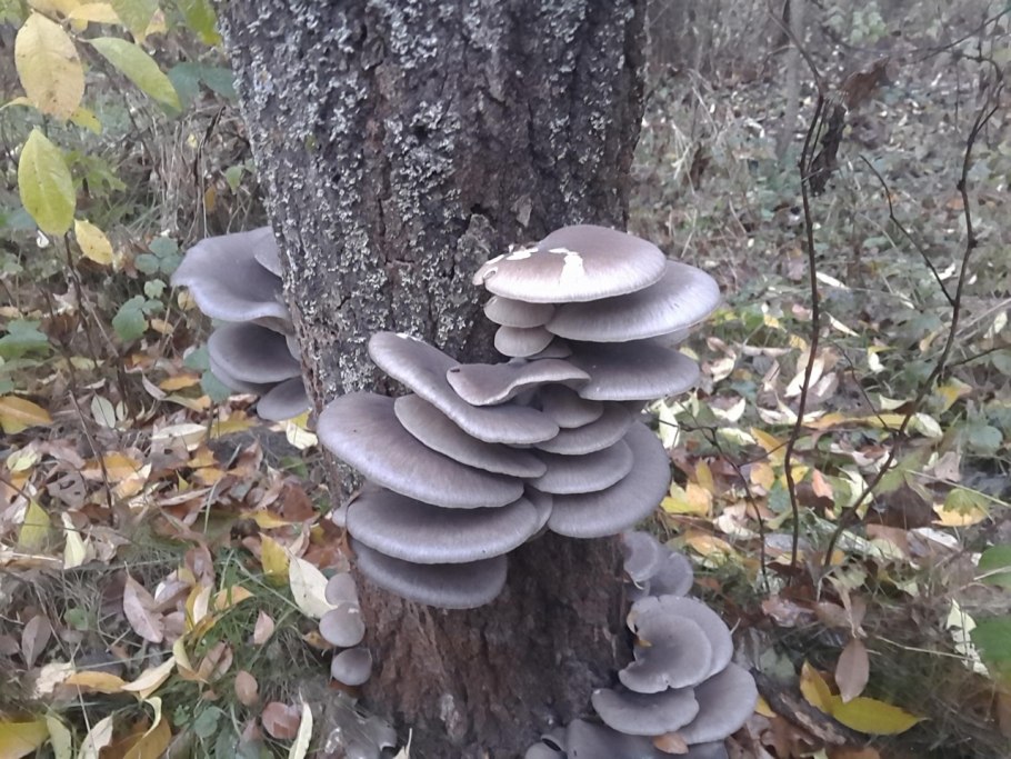 Вёшенка устричная