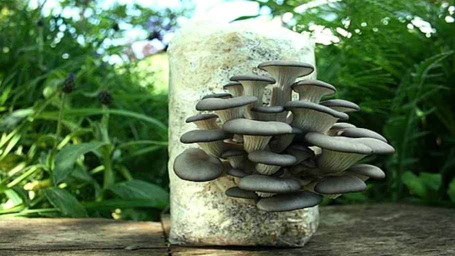 Вешенка на даче