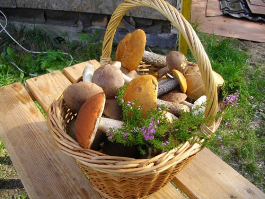 Грибы на даче