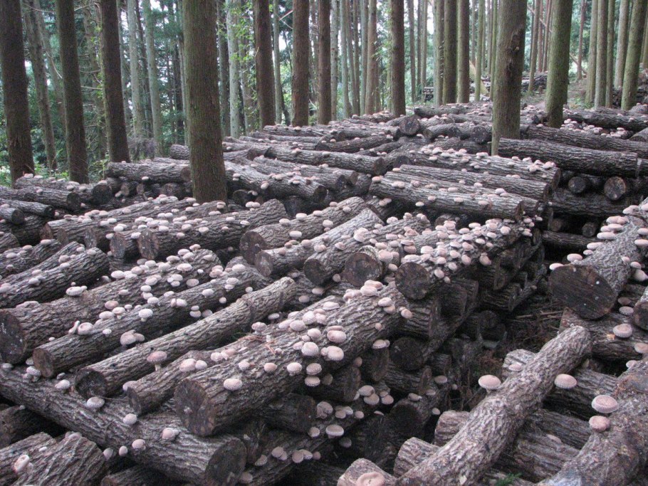 Грибы шиитаке плантации