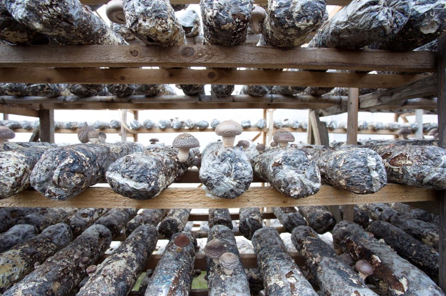 Грибная ферма шитаки