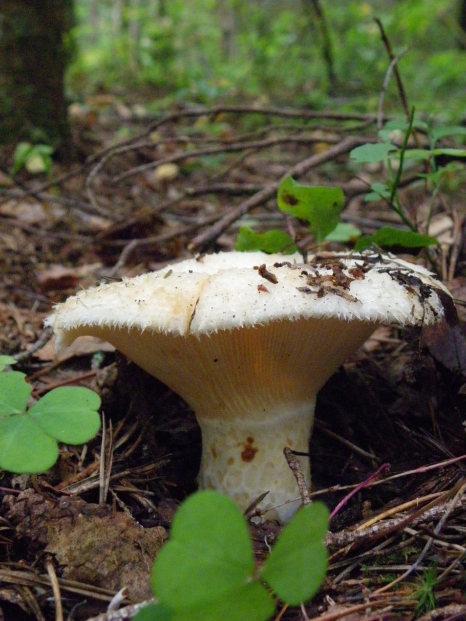 Боровой груздь