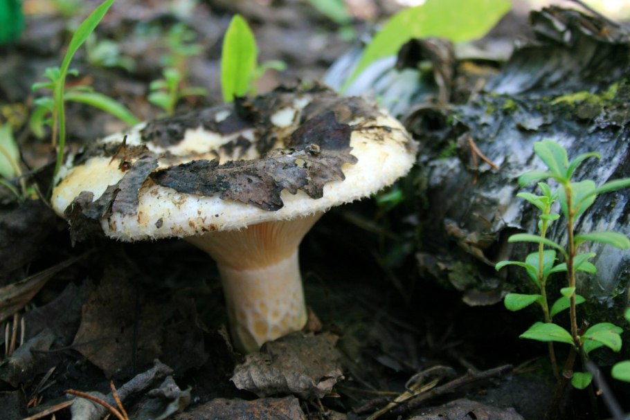 Груздь белый настоящий