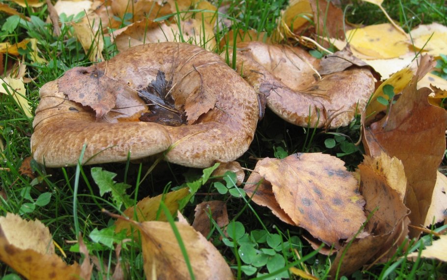 Осенние грибы грузди