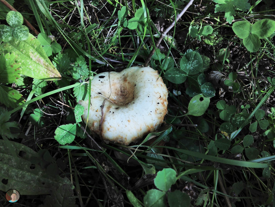 Груздь Луговой