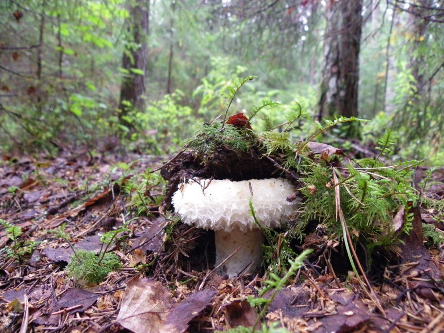 Грибы в лесу грузди