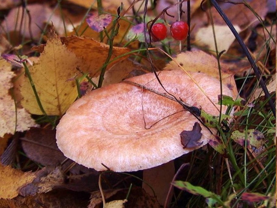 Осенние грибы волнушки