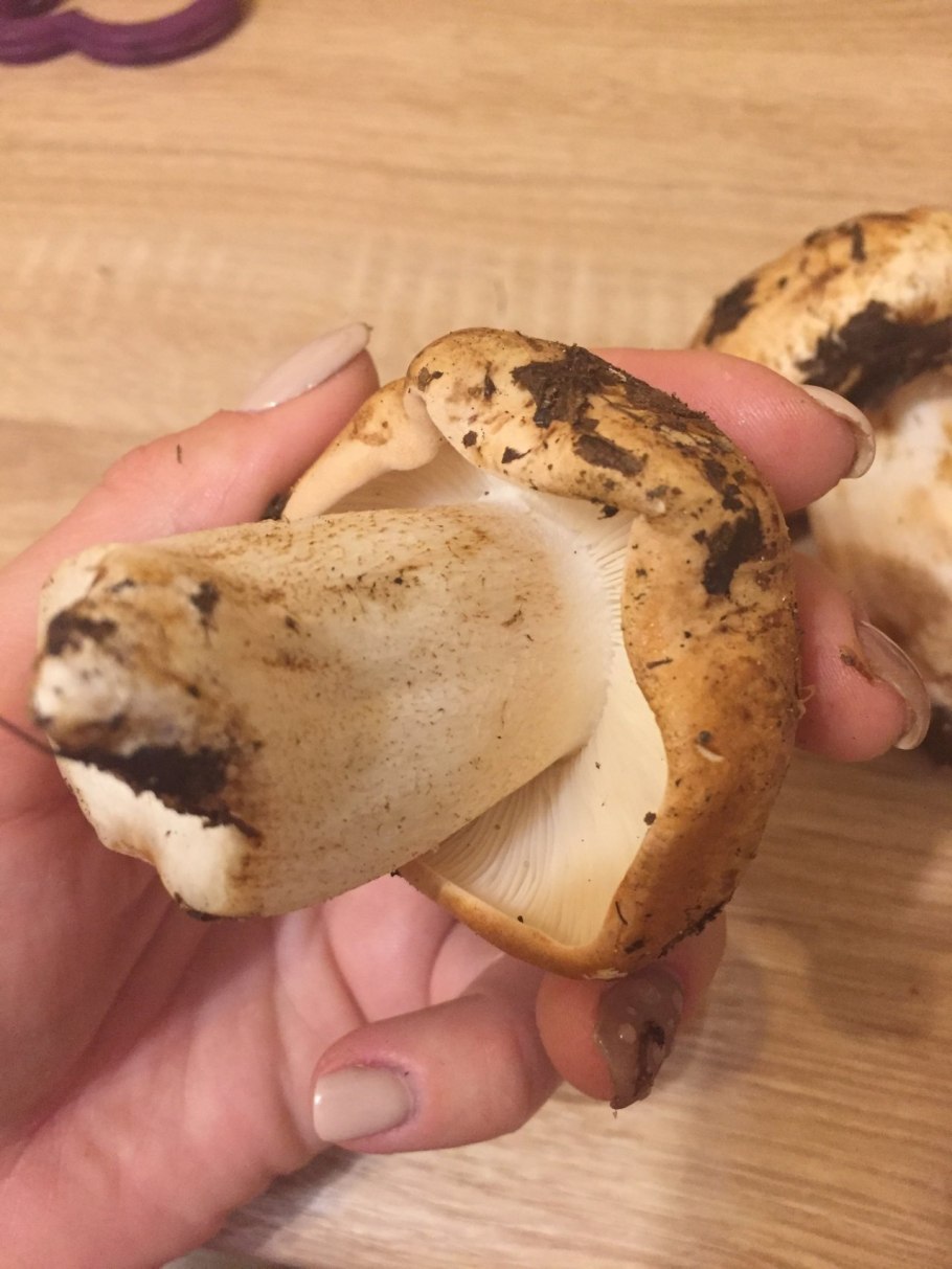 Грибы рядовки Синюшки