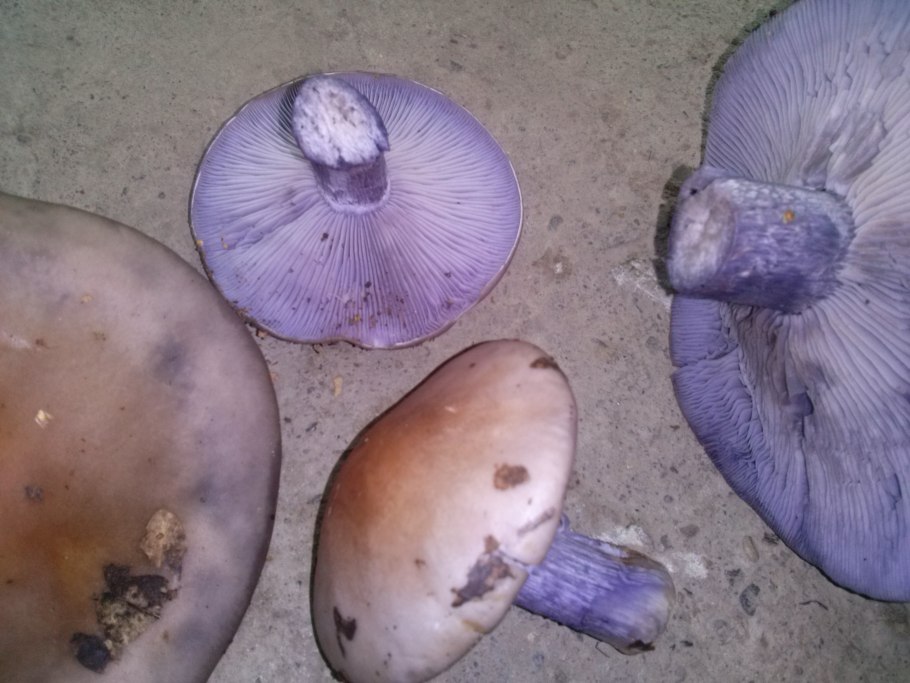 Гриб с фиолетовой шляпкой