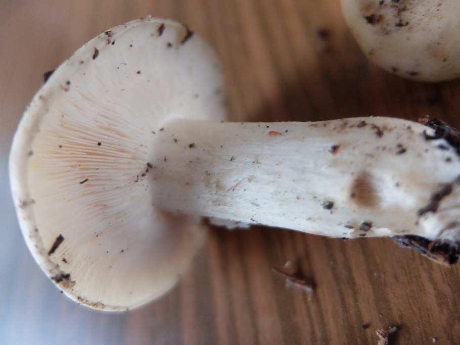 Гриб рядовка фиолетовая