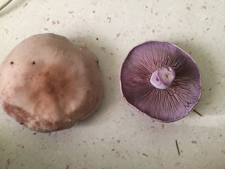 Рядовка гименофор