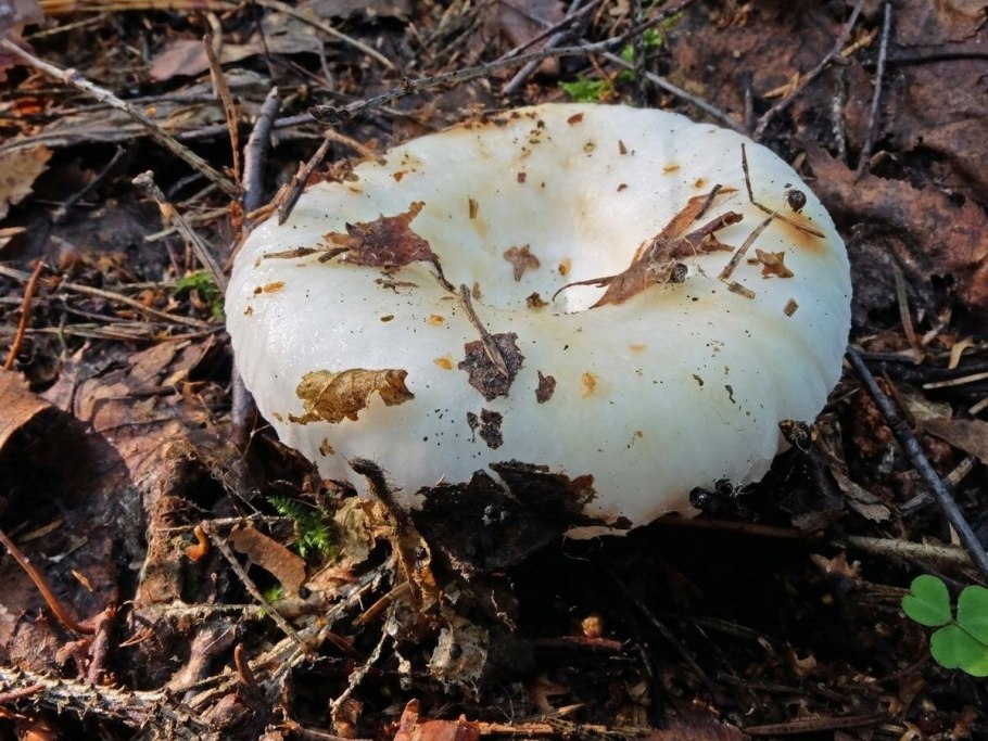 Груздь настоящий (Lactarius resimus)