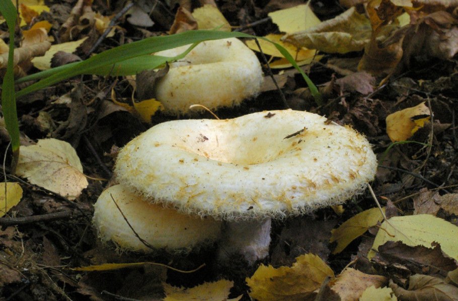 Груздь настоящий (Lactarius resimus)