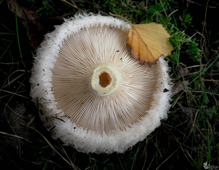 Груздь водянистозоновый (Lactarius aquizonatus)