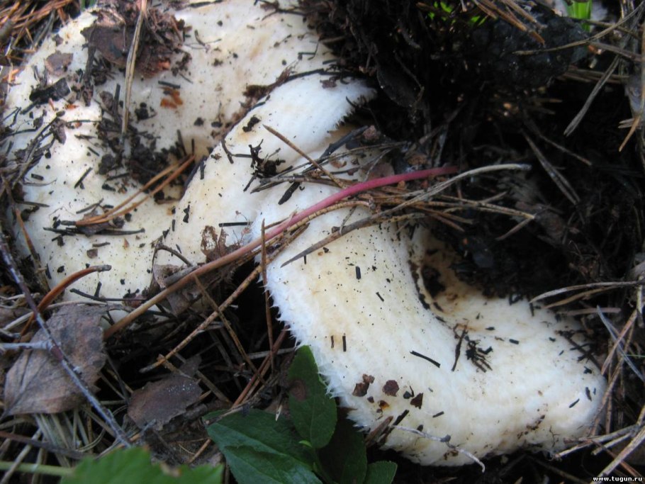 Мохнатый груздь