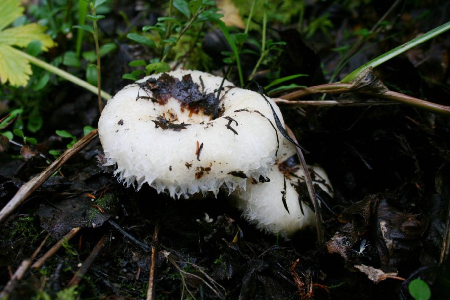 Мохнатый груздь