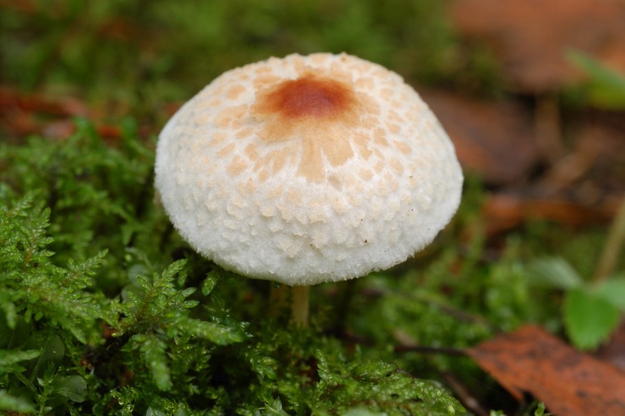 Зонтик гребенчатый лепиота