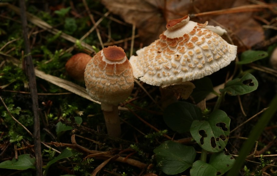 Гриб лепиота гребенчатая