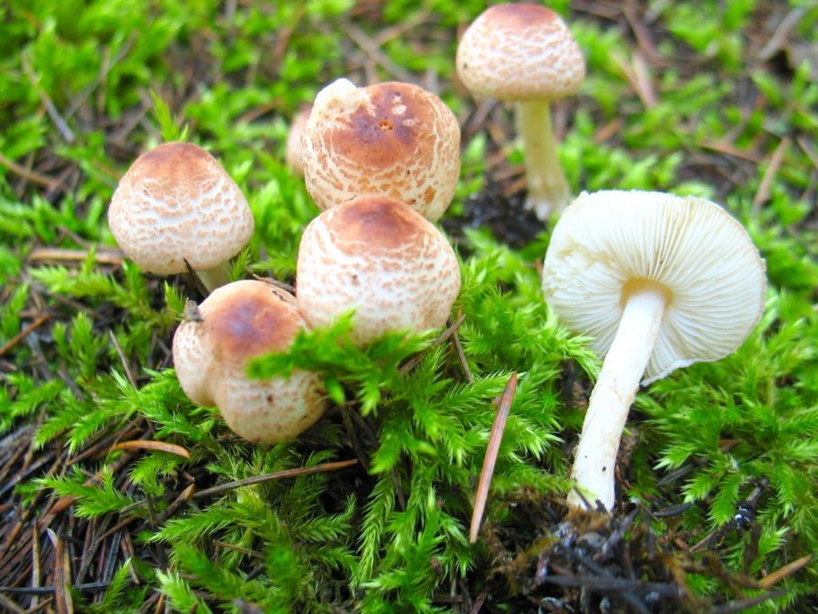 Лепиота ядовитая