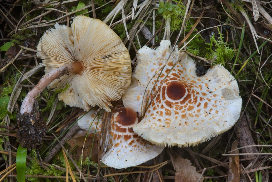 Лепиота горностаевая