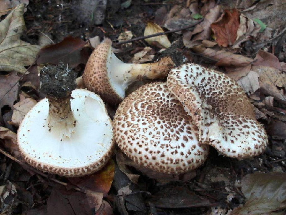 Сыроежка гребенчатая