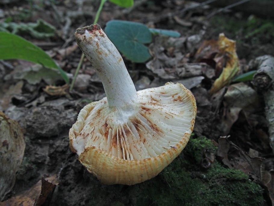 Сыроежка гребенчатая