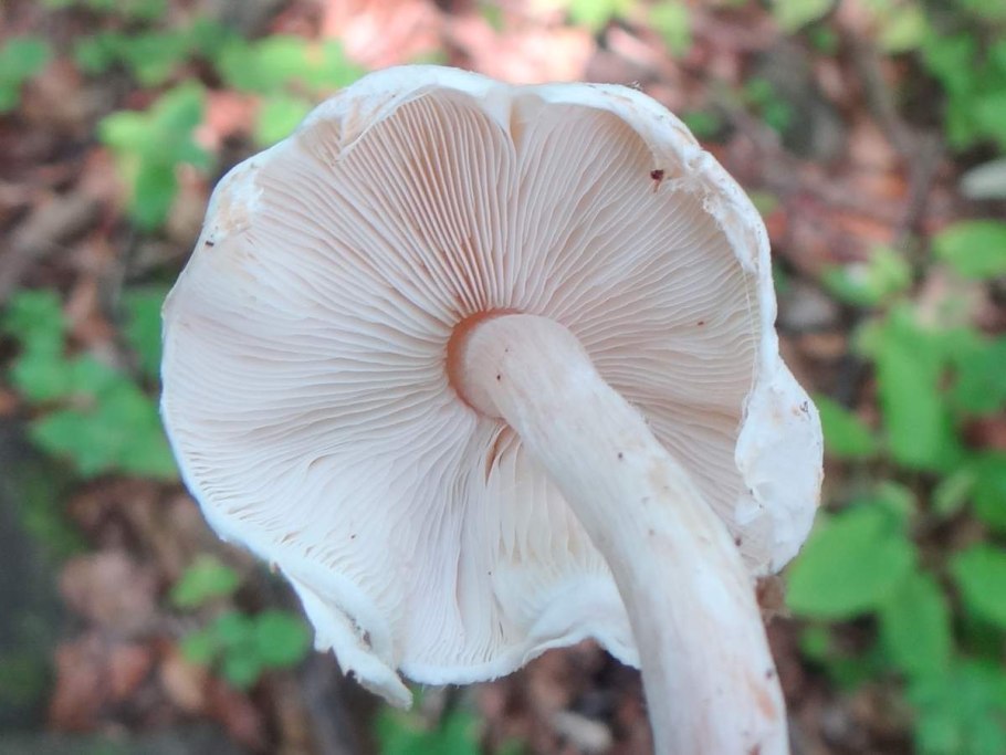 Гриб лепиота шероховатая