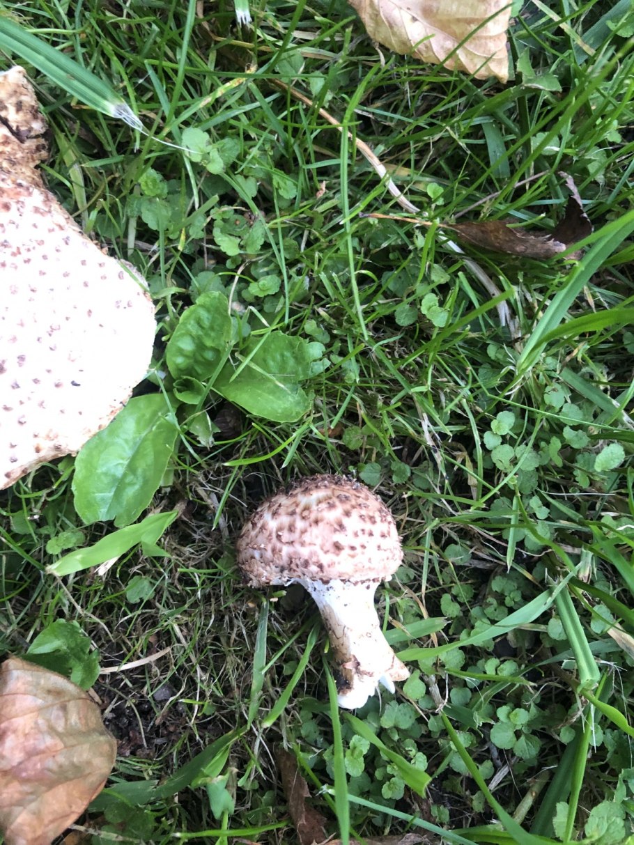 Ежевик гребенчатый ферма