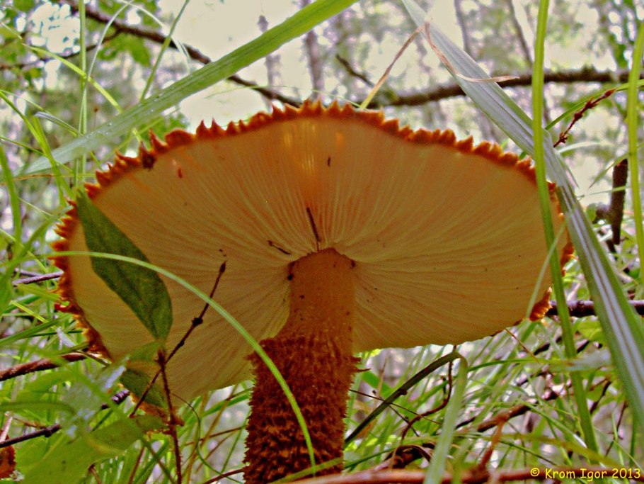 Клавулина беловатая