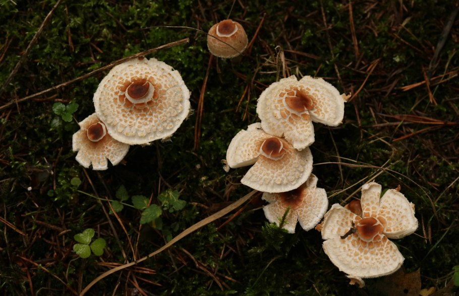 Лепиота гребенчатая