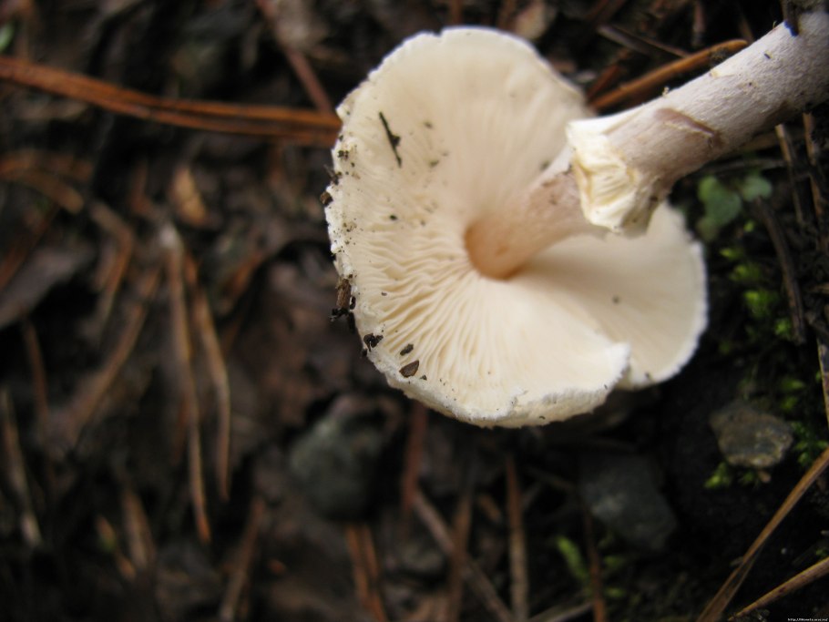 Цистодерма киноварно-красная