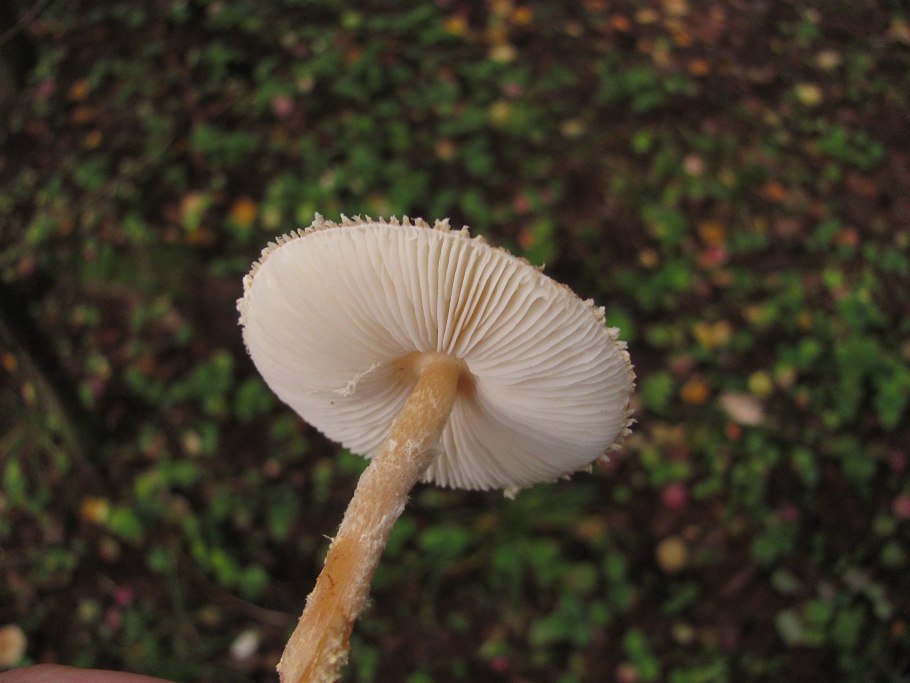 Гриб лепиота Каштановая