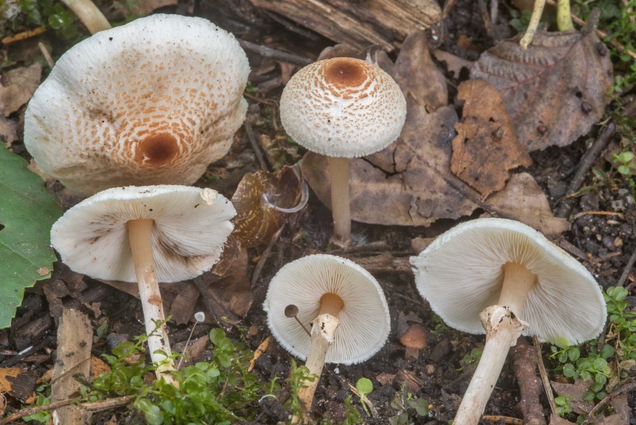 Зонтик гребенчатый лепиота