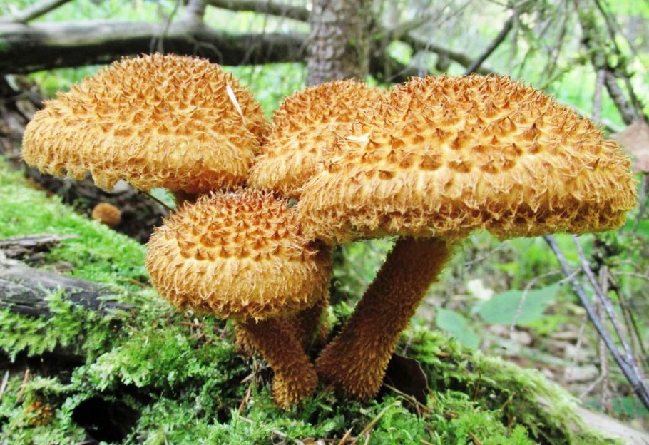 Зонтик гриб несъедобный