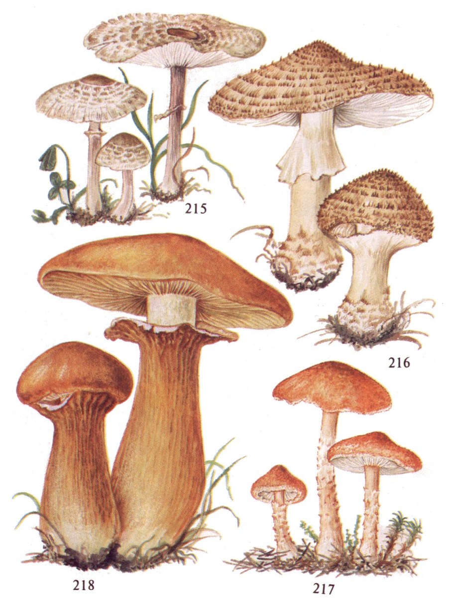 Лепиота ядовитая гриб