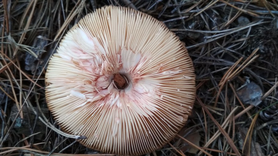 Гриб лепиота древесинная