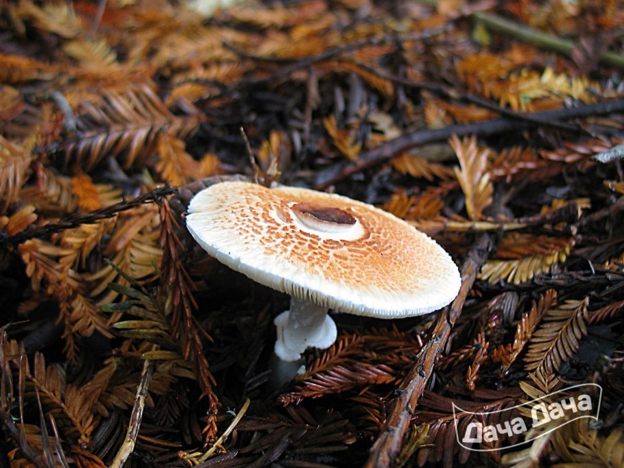 Гриб лепиота гребенчатая
