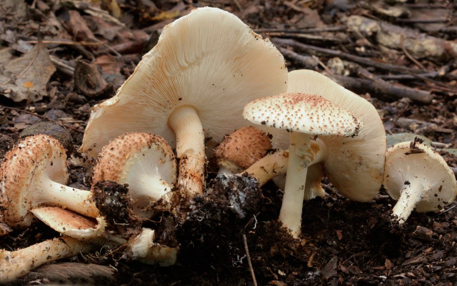 Лепиота Луговая