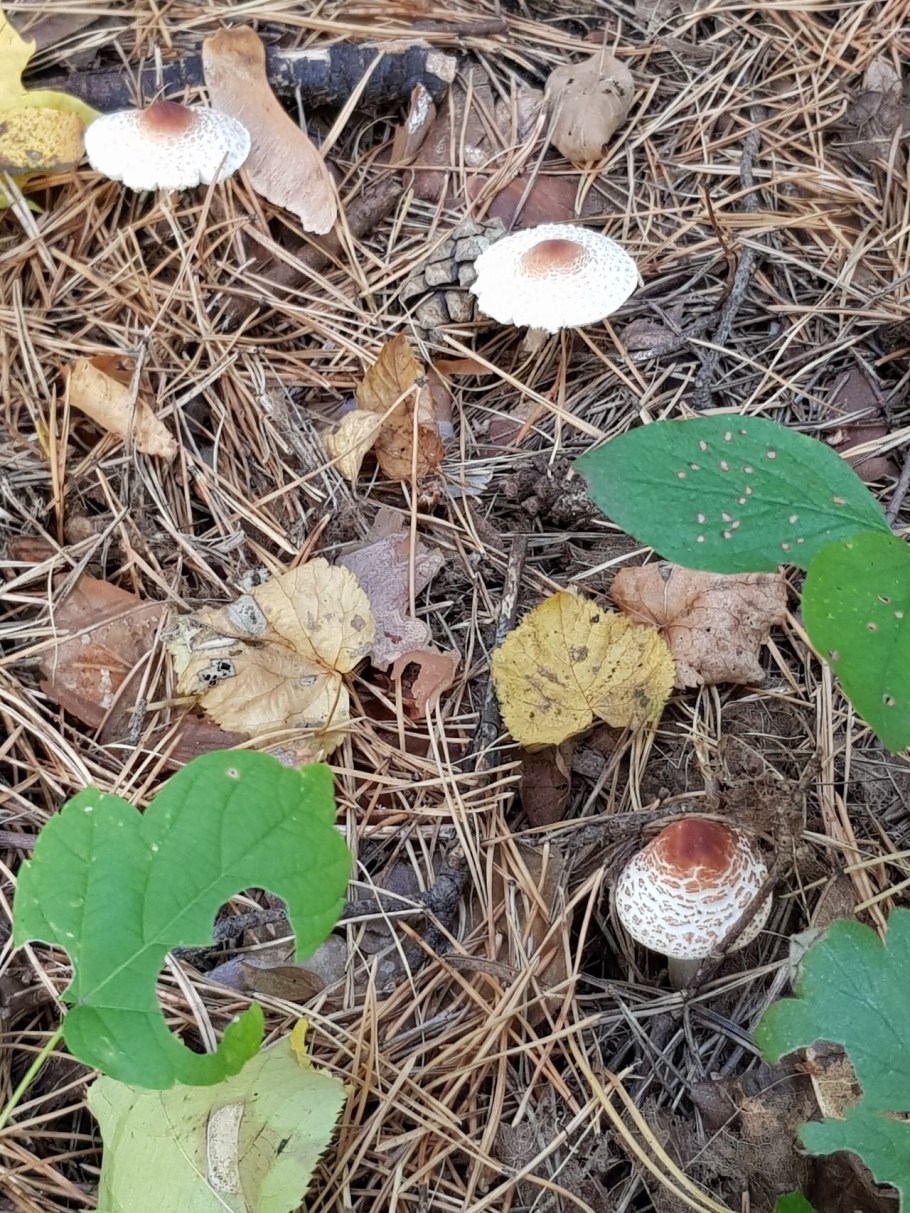 Лепиота шероховатая Lepiota aspera