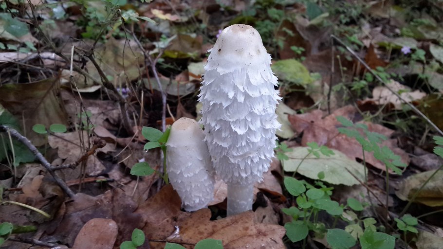 Гриб зонтик гигантский