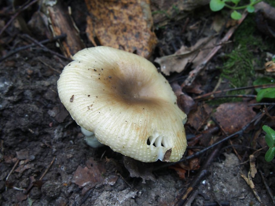 Сыроежка гребенчатая