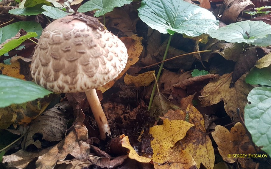 Гриб зонтик краснеющий chlorophyllum rhacodes